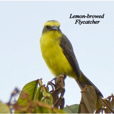 Lemon-browed Flycatcher